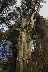 玉置神社の神代杉 © 卓志 海住
