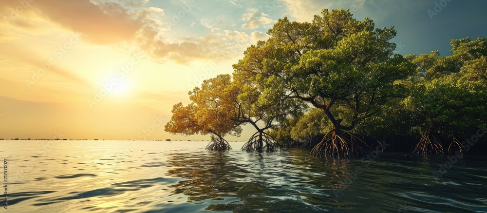 Poster mangrove trees on shoreline conservation land from seawater abrasion. Copy space image. Place for adding text or design