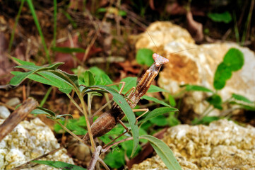 Mittelmeer-Gottesanbeterin // Mediterranean mantis (Iris oratoria) - Peloponnes, Griechenland