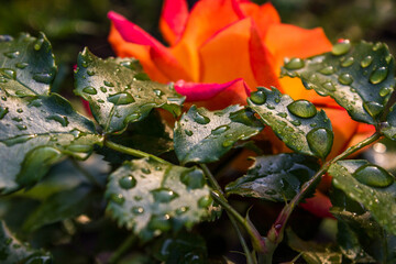 Orange rose bud with dew drops, floral natural background	