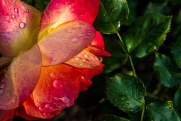 red rose bud with dew drops, floral natural background