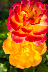 Orange rose bush in the park, floral natural background