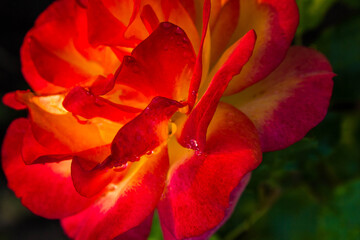 red rose bud with dew drops, floral natural background