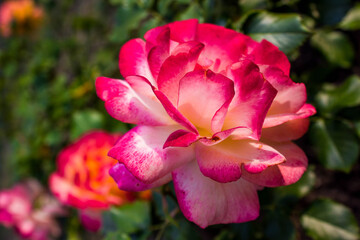 red rose bush in the park, floral natural background