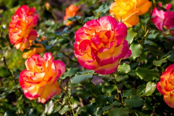 red rose bush in the park, floral natural background