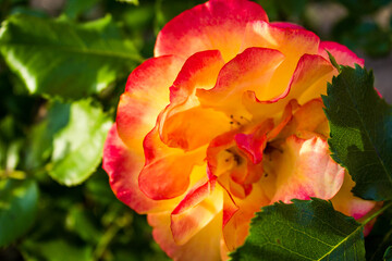 Orange rose bush in the park, floral natural background