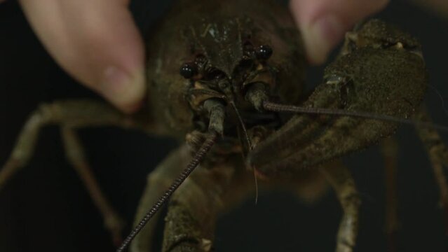 cancer is cooked in a saucepan in the kitchen, cooking, dill, food, dish, diet food, sea crayfish, river crayfish, green raw live crayfish