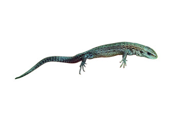 A small lizard in his hands against the grass, isolated on a white background. Wild reptile close-up held by man