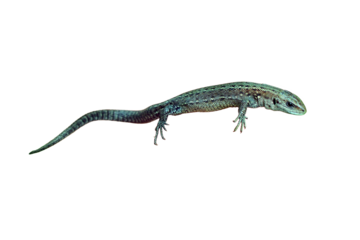 A small lizard in his hands against the grass, isolated on a white background. Wild reptile close-up held by man