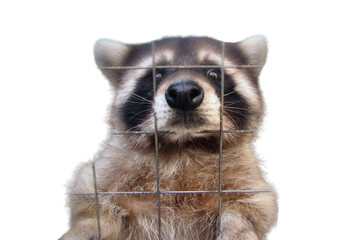 The raccoon in the cage looks sad and plaintively asks for food, isolated on a white background. Animal in the zoo behind the bars of the fence. Sad raccoon for grid wire in captivity - obrazy, fototapety, plakaty