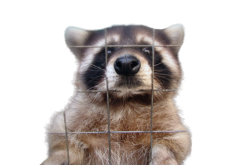 The raccoon in the cage looks sad and plaintively asks for food, isolated on a white background. Animal in the zoo behind the bars of the fence. Sad raccoon for grid wire in captivity