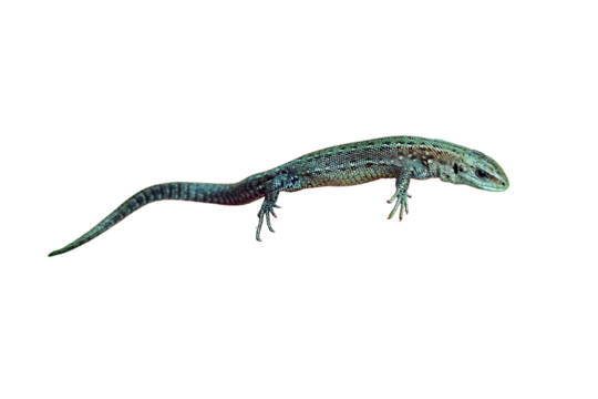 A small lizard in his hands against the grass, isolated on a white background. Wild reptile close-up held by man