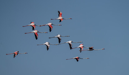 greater flamingos in flight over the marshes of the ebro delta	