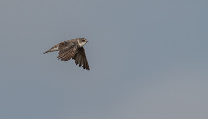 sand martin in flight over the lagoon	