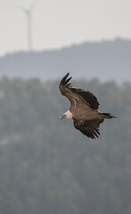 griffon vulture in flight over the ravines	