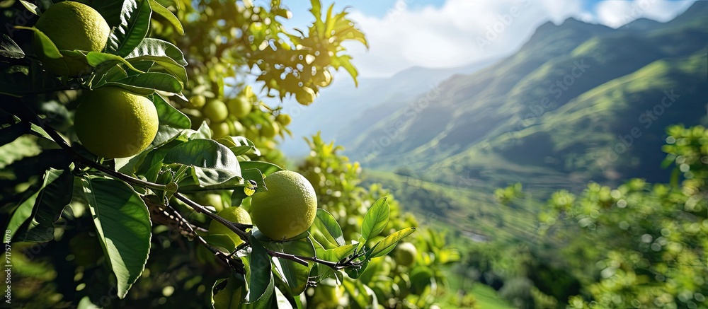 Poster Green grapefruit growing on tree with mountain view. Copy space image. Place for adding text or design