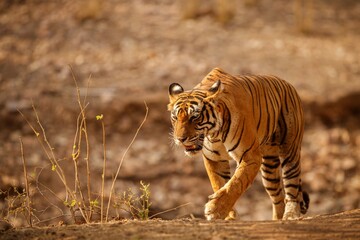 Tiger Nature Habitat Tiger Male Walking Head Composition Wildlife Scene With Danger Animal Hot Summer Rajasthan India Dry Trees With Beautiful Indian Tiger Panthera Tigris (10)1