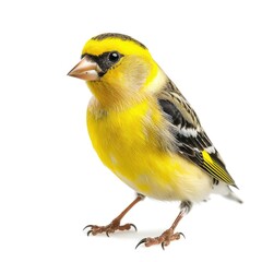 Fototapeta premium American Goldfinch in natural pose isolated on white background, photo realistic