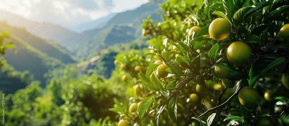 Poster Green grapefruit growing on tree with mountain view. Copy space image. Place for adding text or design
