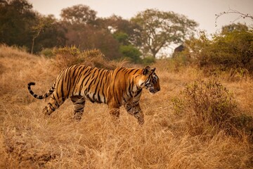 Fototapeta na wymiar Tiger Nature Habitat Tiger Male Walking Head Composition Wildlife Scene With Danger Animal Hot Summer Rajasthan India Dry Trees With Beautiful Indian Tiger Panthera Tigris (4)1