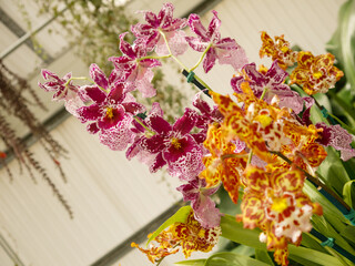 Beautiful Hawaiian miltonia orchids with flowers in bloom