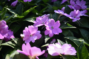 bright flowers