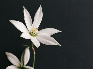 Fototapeta na wymiar Elegant Star of Bethlehem flower stem on black background. Aesthetic floral simplicity compo
