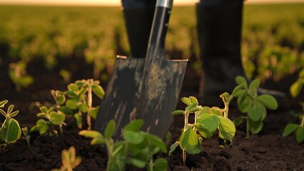 Shovel boots farmer sunset agriculture earth soil fertile sprout seedlings green dig tool work...
