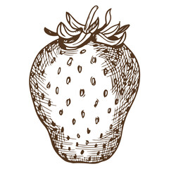 Sketch of farm strawberries on a white background. Garden berry in engraving style, old etching technology. Handmade ink drawing is suitable for the design of environmentally friendly products.