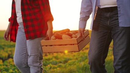 farm sunset. Two farmers carry box vegetables across field sunset. vegetables box with potatoes...