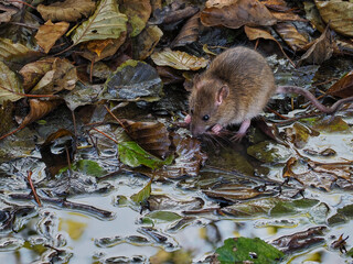 Sea rat - Rattus norvegicus - a species of rodent from the Muridae family. Northern Poland
