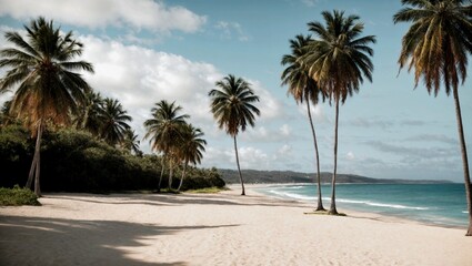 Fototapeta premium palm tree on the beach