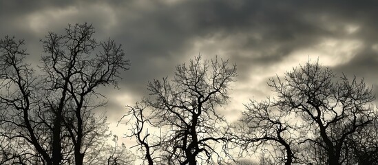 December's cloudy sky frames the trees' silhouettes.