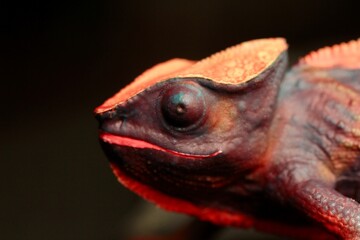 miniature figurine toy of a chameleon