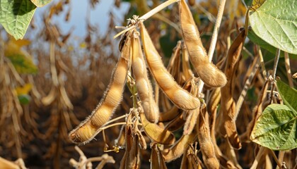 Soybean mature seeds with immature soybeans in the pod