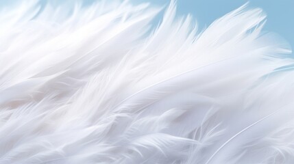Obraz premium Elegant soft white feathers texture, detailed and light against a blue background.