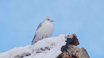 White Seagull Bird Sitting on Top of Roof Covered in Snow on Cold Winter Day