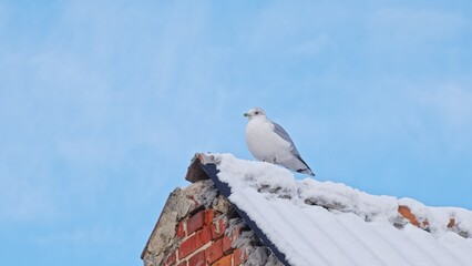 White Seagull Bird Sitting on Top of Roof Covered in Snow on Cold Winter Day
