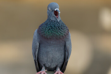 Selective focus on the yawning of a pigeon