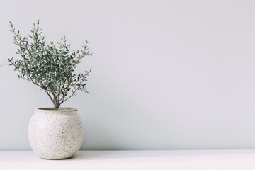 A modern, minimalistic living plant in a simple pot, placed against a white wall