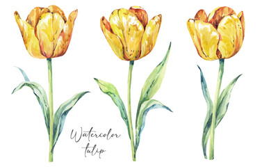 watercolor tulips flowers. Tulip yellow flower. Bright summer hand drawing on a white background. set of flowers