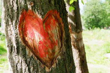 An empty heart carved into the bark of a tree in the park and painted red.Beautiful background. - obrazy, fototapety, plakaty