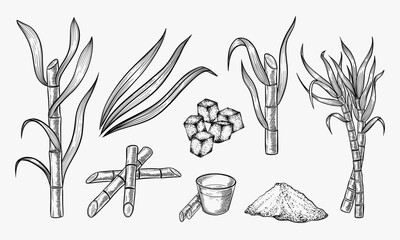 Sugar cane plant and leaves sketch vector illustration. Natural organic sweetener. Hand drawn isolated design elements. - obrazy, fototapety, plakaty
