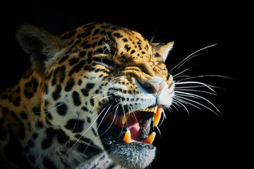 Closeup of roaring jaguar head on black background