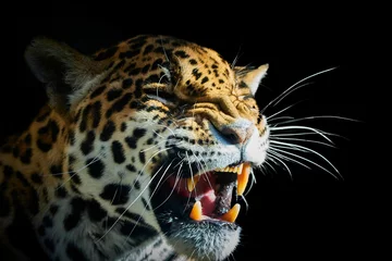 Foto op Plexiglas Closeup of roaring jaguar head on black background © Alycia FM