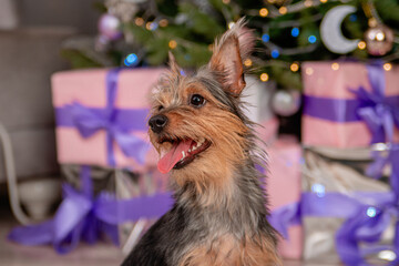 Close-up portrait of a small pinscher dog against the background of a Christmas tree and gifts.
