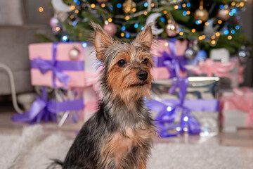 Close-up portrait of a small pinscher dog against the background of a Christmas tree and gifts.