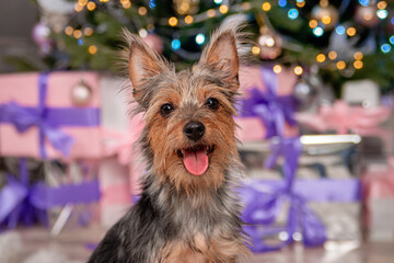 Close-up portrait of a small pinscher dog against the background of a Christmas tree and gifts.