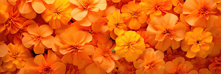 Oranges and yellows marigold flowers, typical symbol of Holi festival, banner size - obrazy, fototapety, plakaty