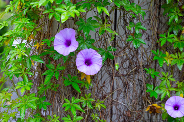 Purple flower of railway creeper plant
